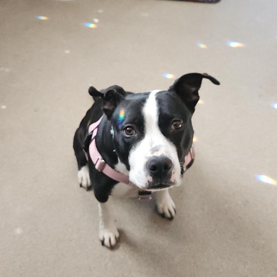 Enlarge Missy, a Adoptable Pit Bull Terrier in Manchester, CT image 4/6