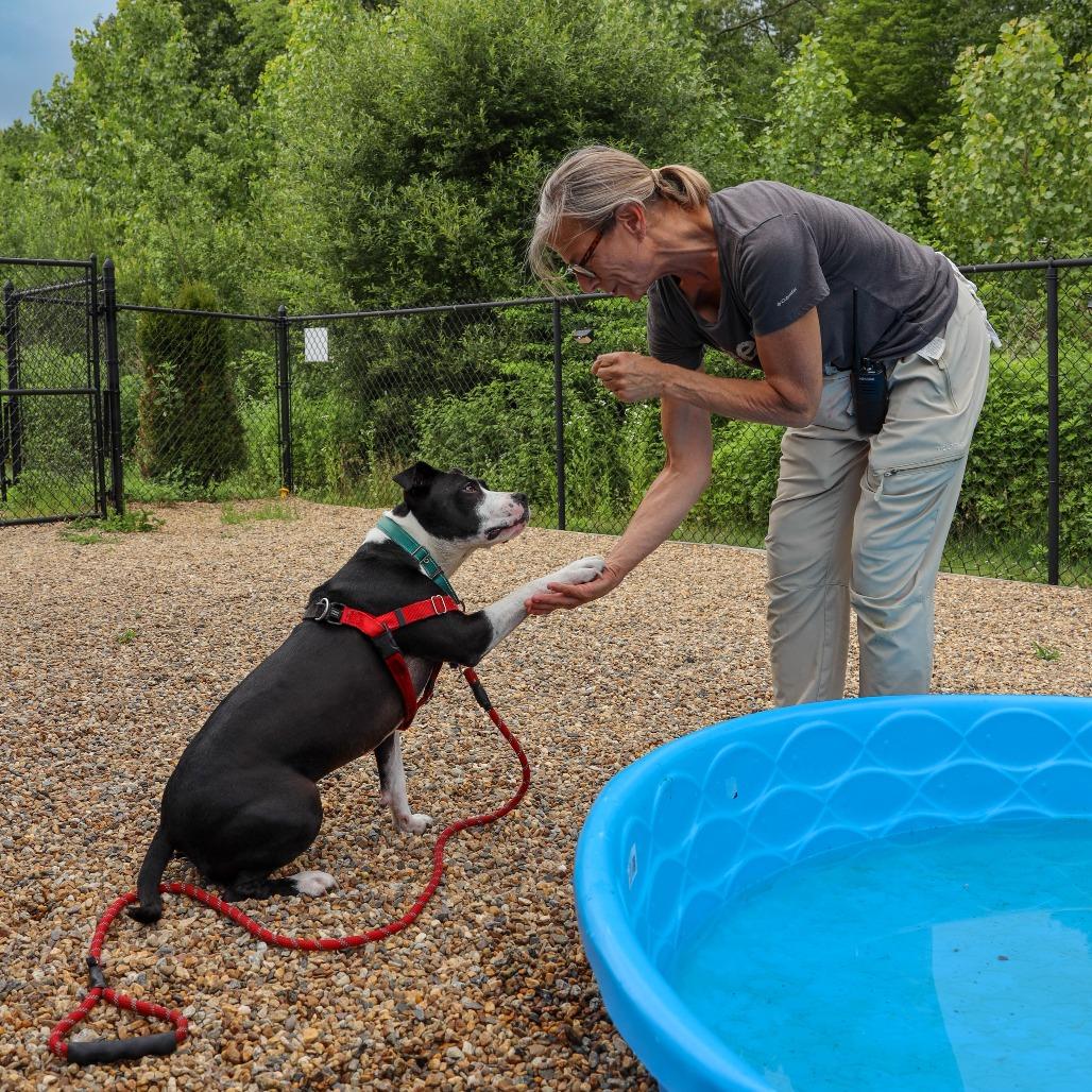Enlarge Missy, a Adoptable Pit Bull Terrier in Manchester, CT image 5/6