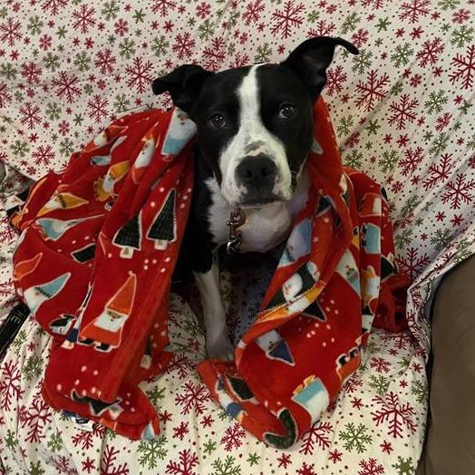 Enlarge Missy, a Adoptable Pit Bull Terrier in Manchester, CT image 6/6