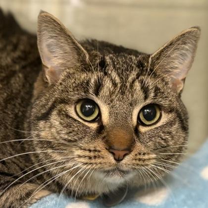 Delilah, Adoptable, Adult Female Domestic Short Hair & Domestic Short Hair.