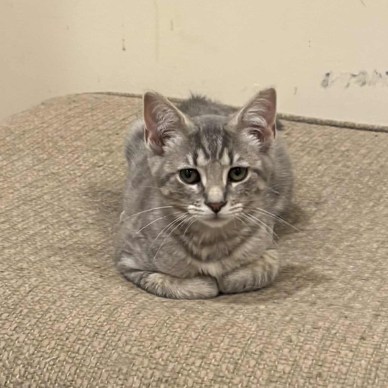 Travanj, a Adoptable Domestic Short Hair in Bensalem, PA image 3/5