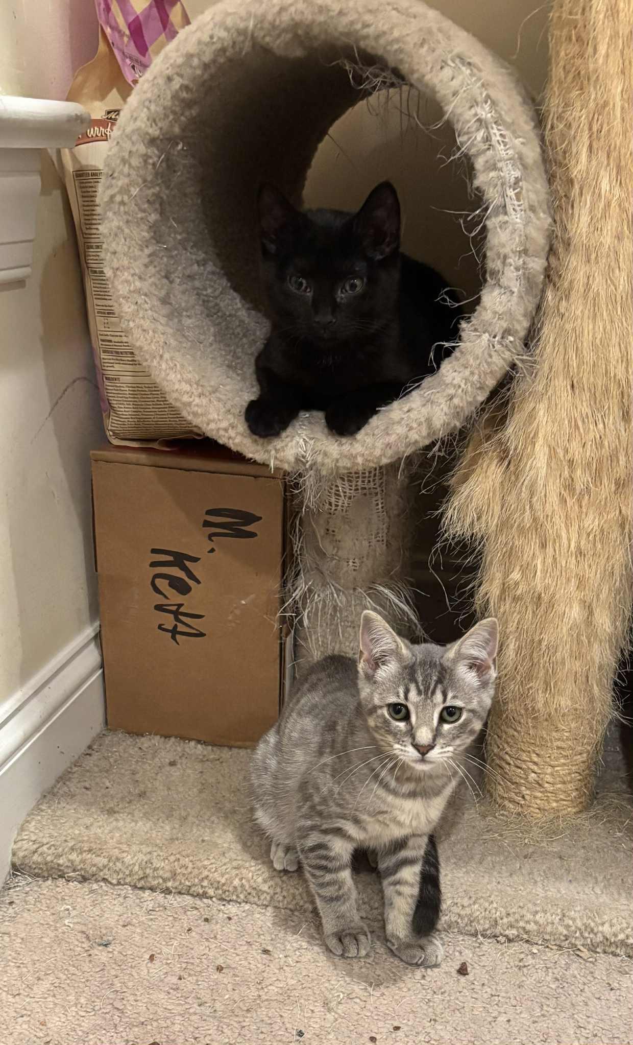 Travanj, a Adoptable Domestic Short Hair in Bensalem, PA image 4/5