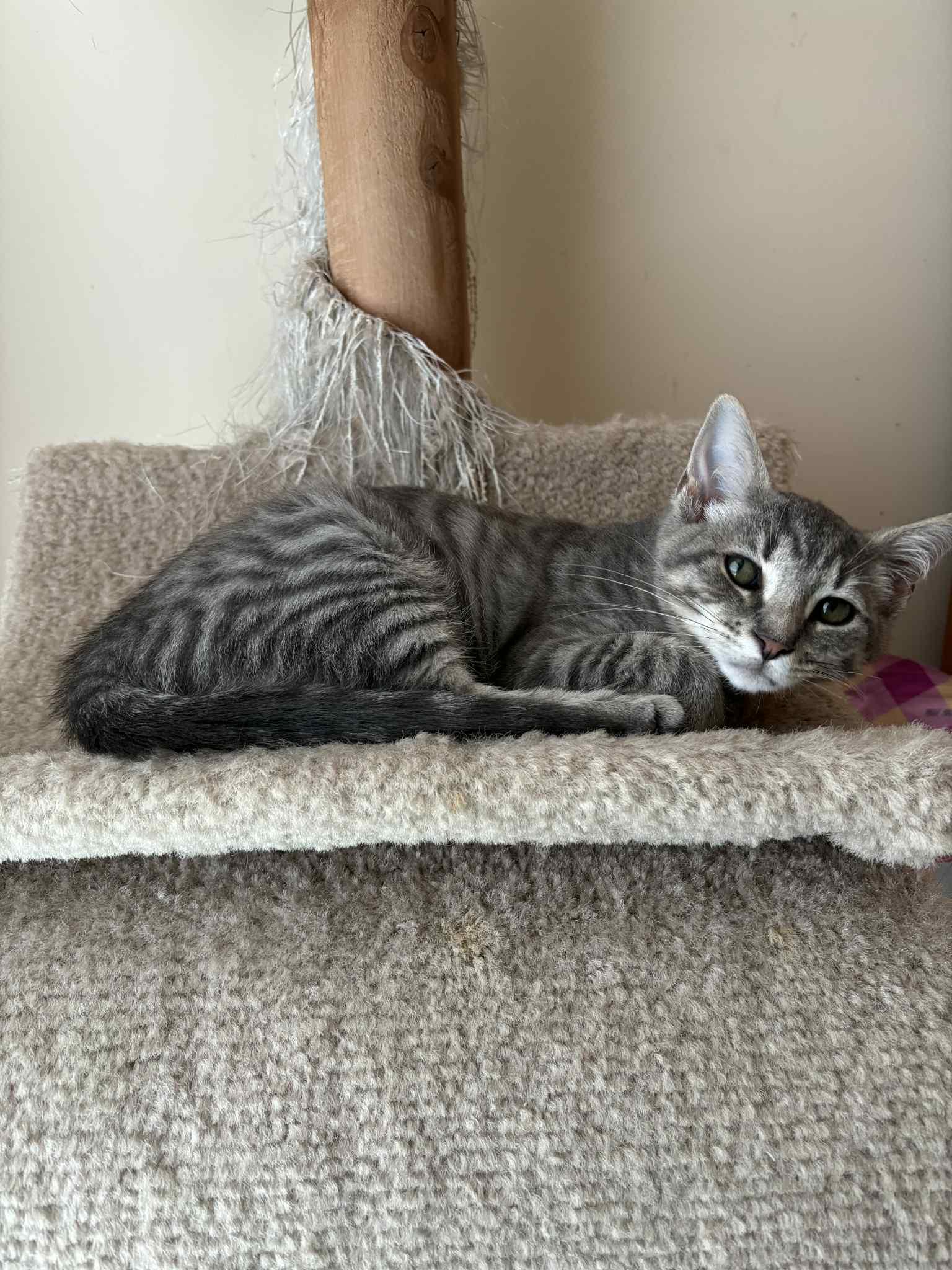 Travanj, a Adoptable Domestic Short Hair in Bensalem, PA image 5/5