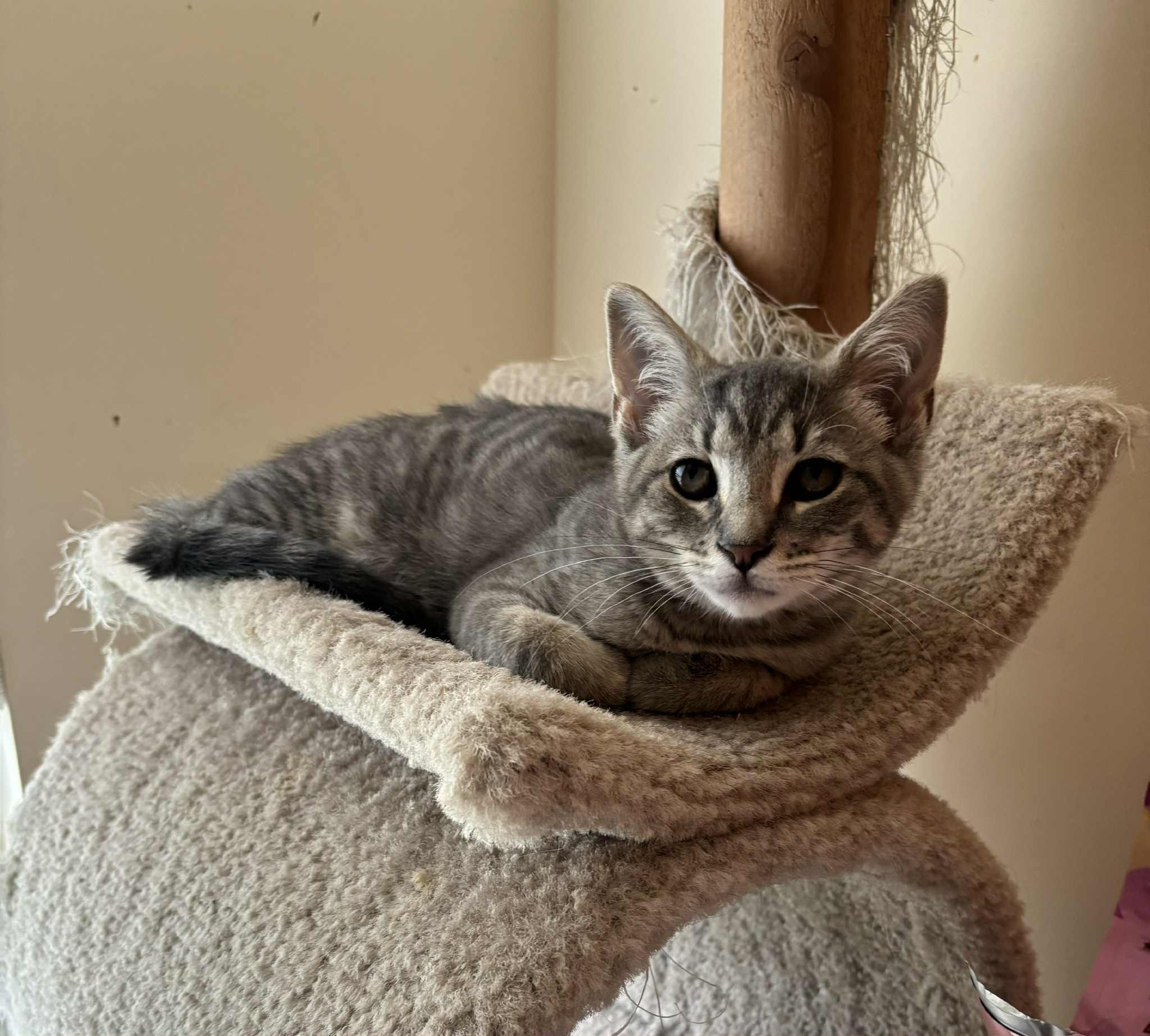 Travanj, Adoptable, Kitten Male Domestic Short Hair.