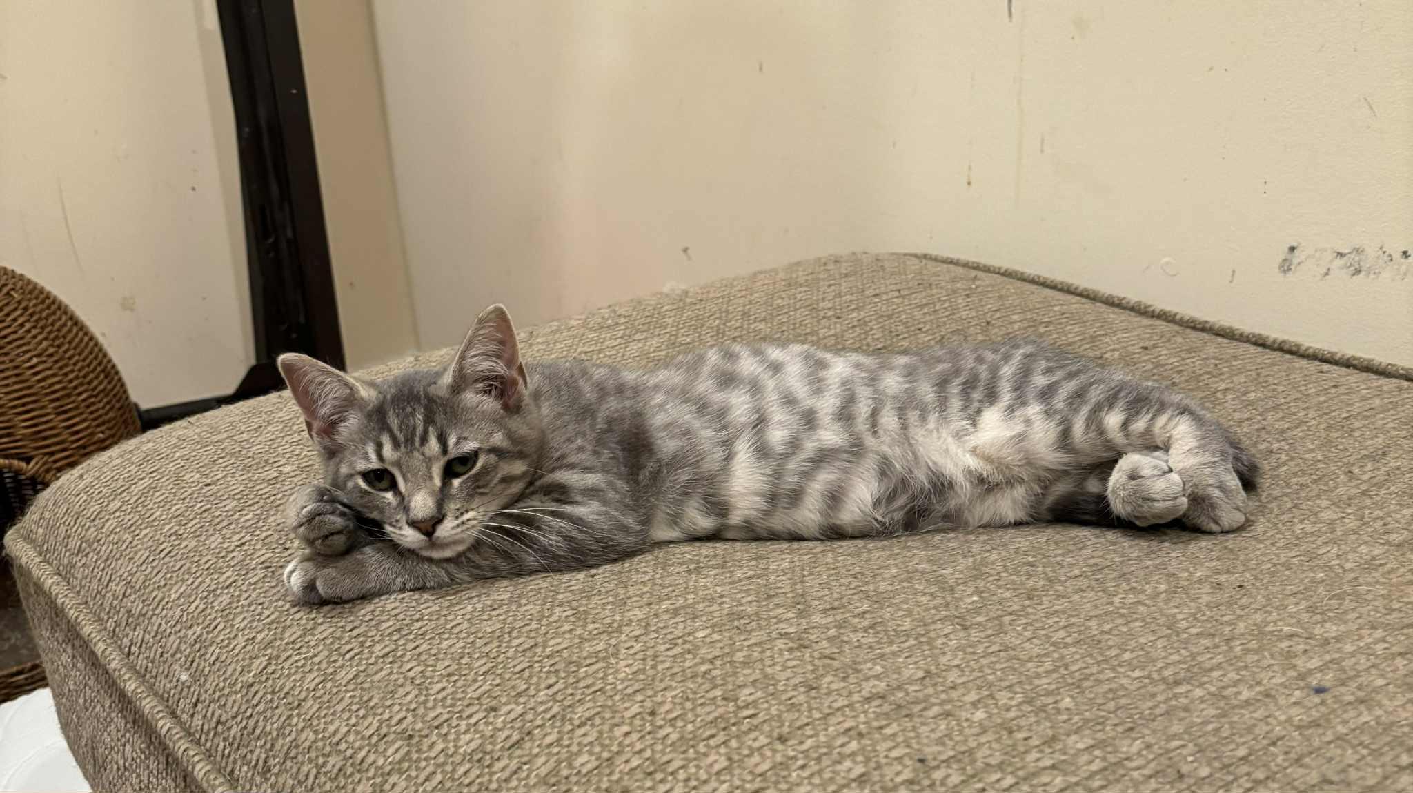 Travanj, a Adoptable Domestic Short Hair in Bensalem, PA image 2/5