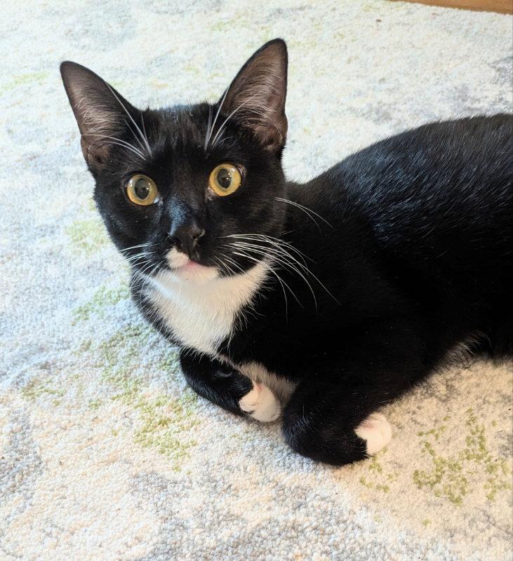 Parsley, Adoptable, Adult Female Tuxedo & Domestic Short Hair.