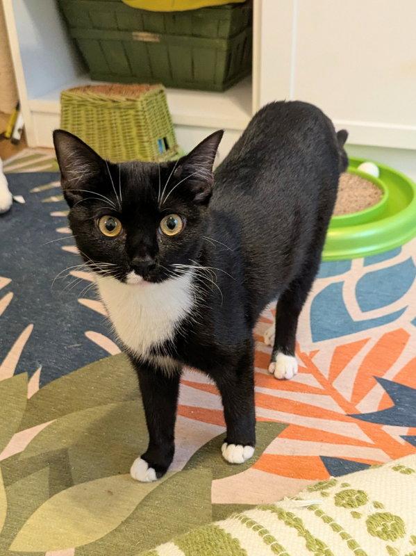 Enlarge Parsley, a Adoptable mixed breed in Ocala, FL image 3/3