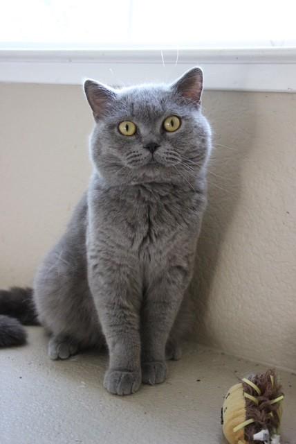 Enlarge Butler, a Adopted mixed breed in Sacramento, CA image 2/6