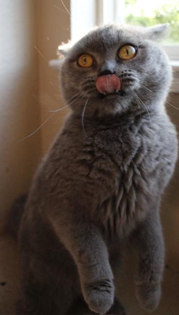 Enlarge Butler, a Adopted mixed breed in Sacramento, CA image 4/6