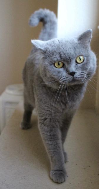 Enlarge Butler, a Adopted mixed breed in Sacramento, CA image 5/6