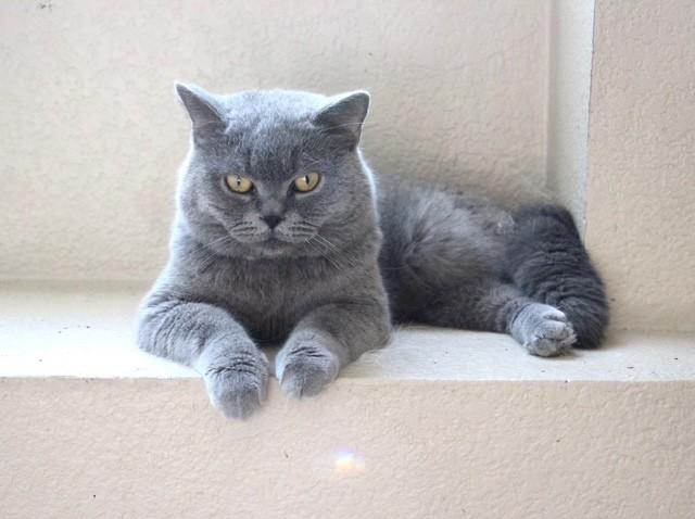 Butler, Adopted, Young Male British Shorthair & Persian.