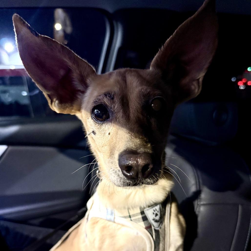 Rose, Adoptable, Adult Female Chihuahua.