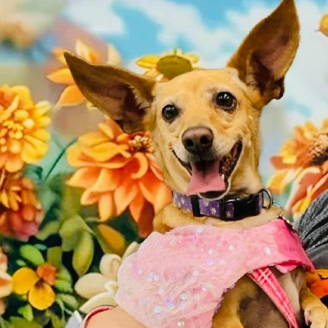 Enlarge Rose, a Adoptable Chihuahua in Las Vegas, NV image 2/5