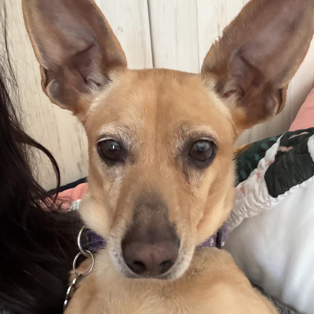 Enlarge Rose, a Adoptable Chihuahua in Las Vegas, NV image 3/5