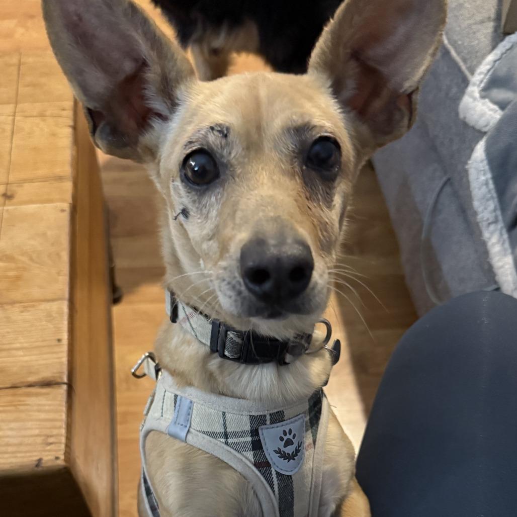 Enlarge Rose, a Adoptable Chihuahua in Las Vegas, NV image 4/5