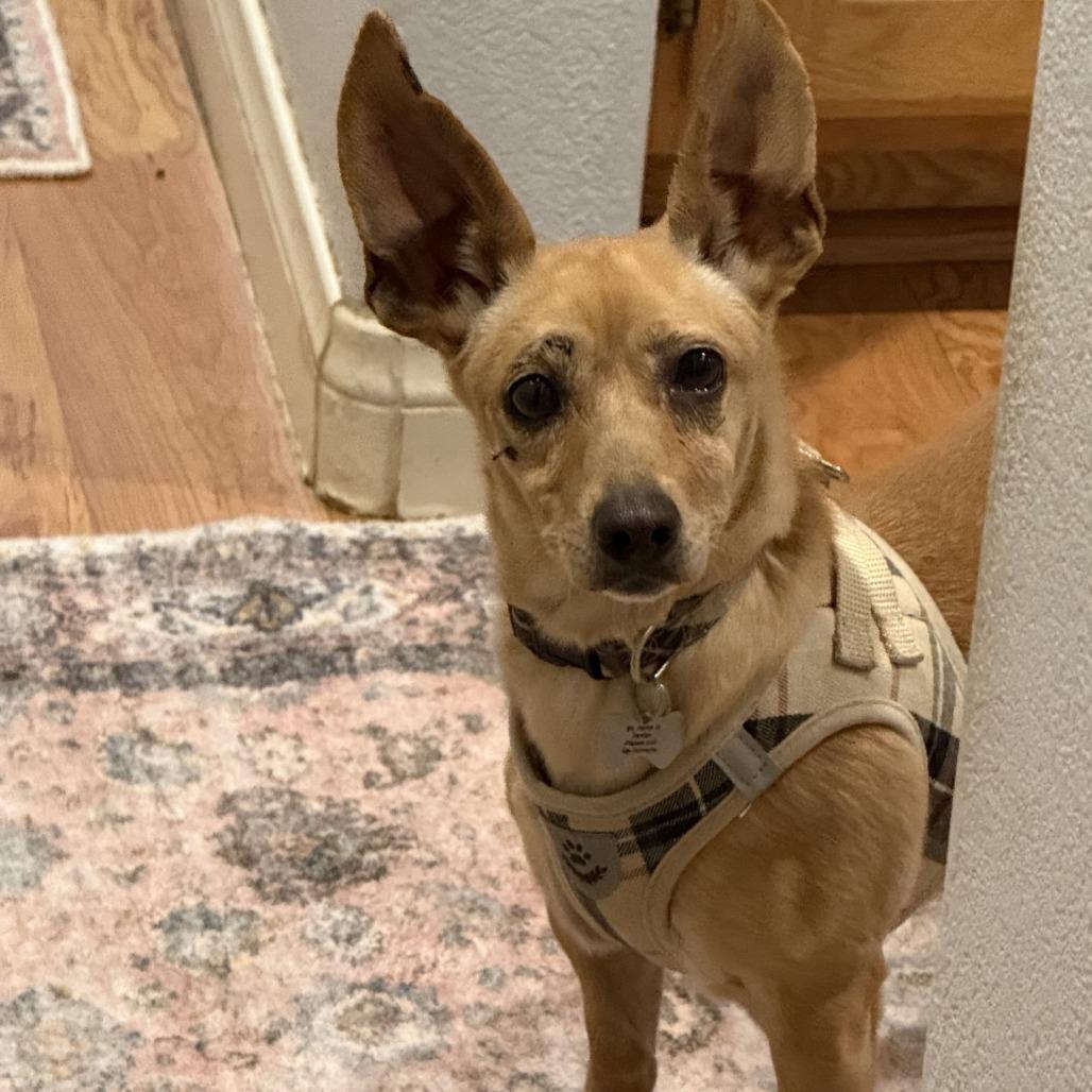 Enlarge Rose, a Adoptable Chihuahua in Las Vegas, NV image 5/5