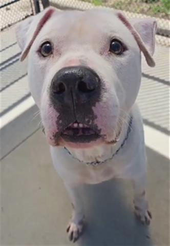 Enlarge ADAM, a Adoptable mixed breed in Akron, OH image 1/1