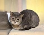 Juniper & Clawdia, Adoptable, Adult Female Domestic Short Hair.