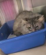 Enlarge Juniper & Clawdia, a Adoptable Domestic Short Hair in Cobourg, ON image 2/2