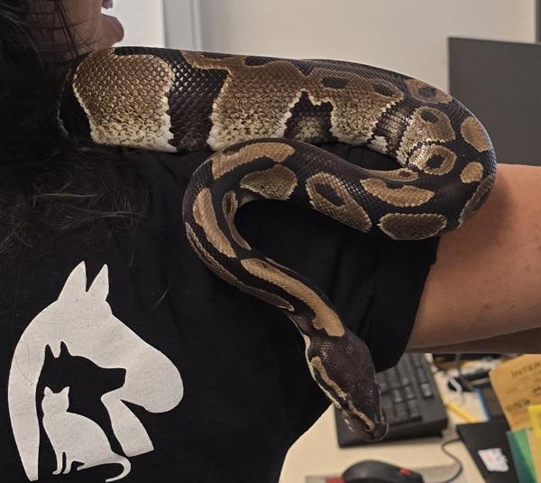 Ssssssamantha, Adoptable, Adult Female Ball Python.