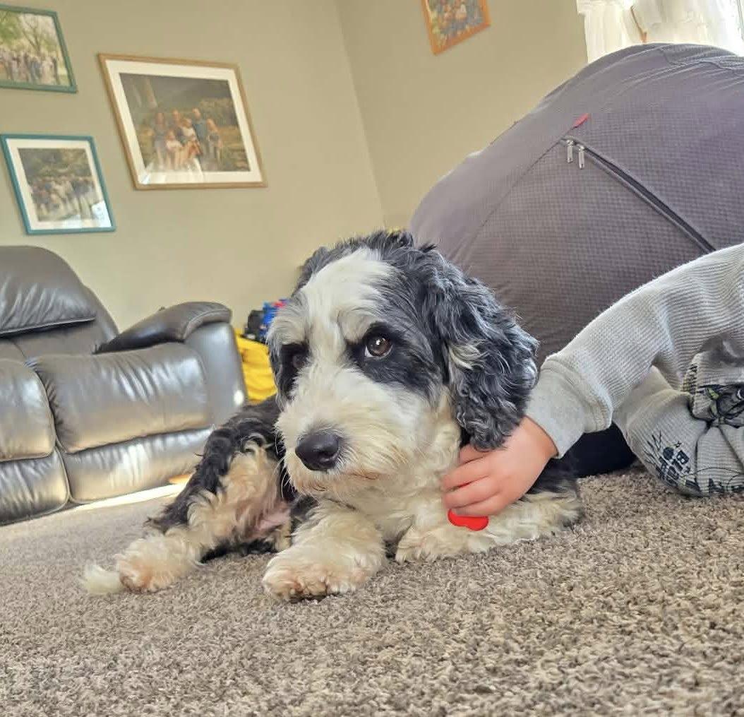 Enlarge HoneyBee, an adopted mixed breed in Decorah, IA image 2/6