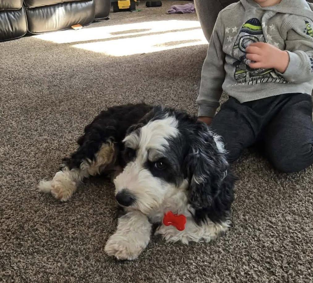 HoneyBee, adopted, Adult Female Bernadoodle.