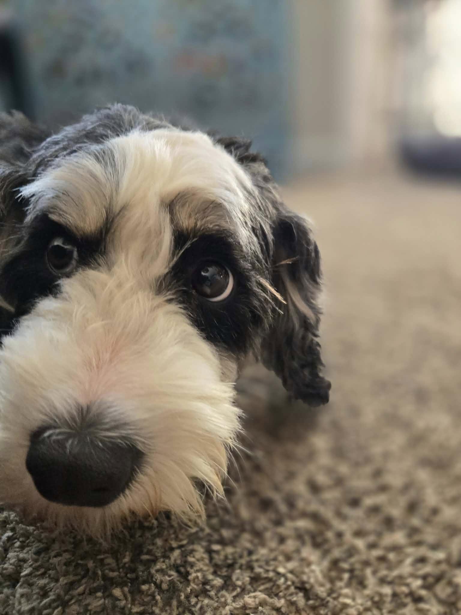 Enlarge HoneyBee, an adopted mixed breed in Decorah, IA image 5/6