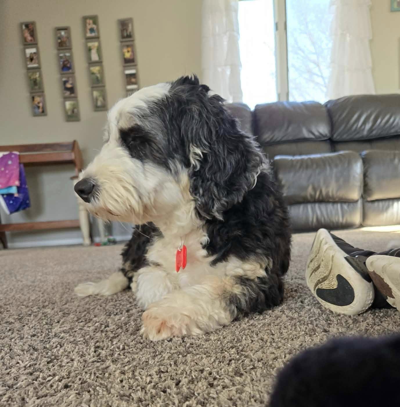 Enlarge HoneyBee, an adopted mixed breed in Decorah, IA image 4/6