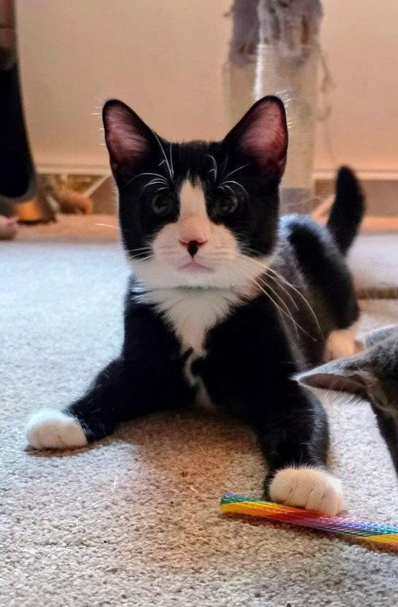 Gizmo Kitten, Adoptable, Kitten Male Domestic Short Hair.