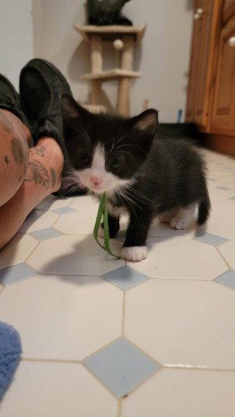 Enlarge Gizmo Kitten, a Adoptable Domestic Short Hair in Allentown, PA image 2/3