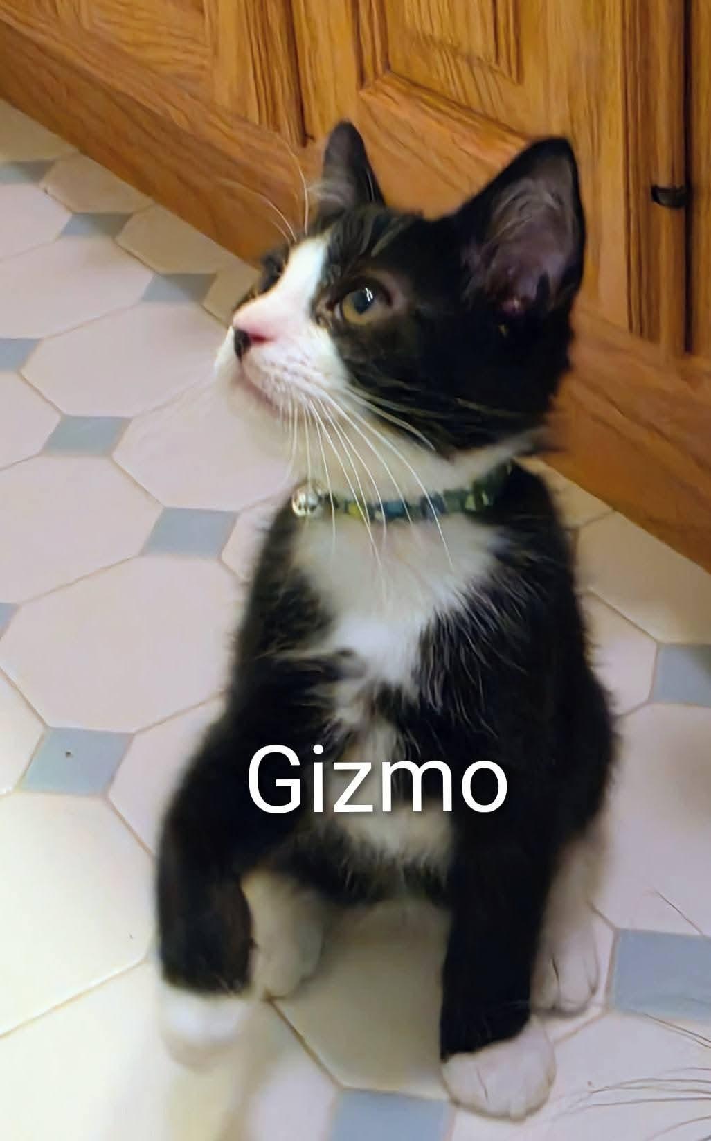 Enlarge Gizmo Kitten, a Adoptable Domestic Short Hair in Allentown, PA image 3/3