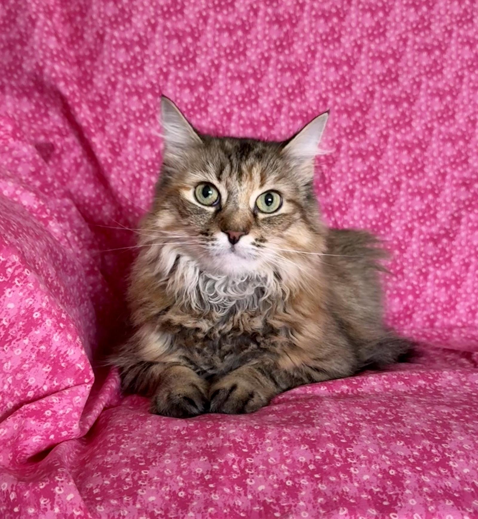 Pink, a Adopted mixed breed in Newtown Square, PA image 3/3