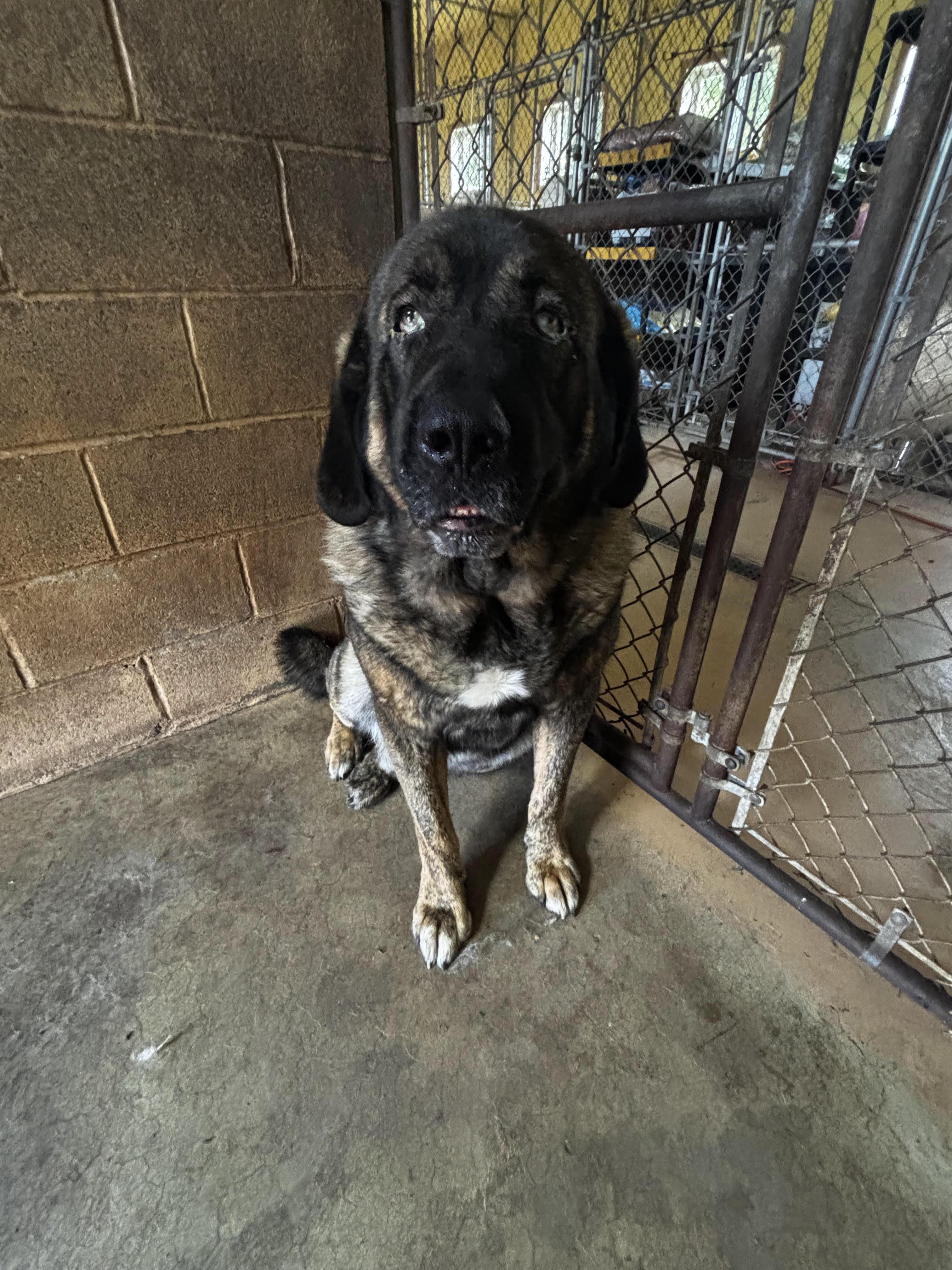 Enlarge Big Mac, a Adoptable mixed breed in New Windsor, NY image 1/1