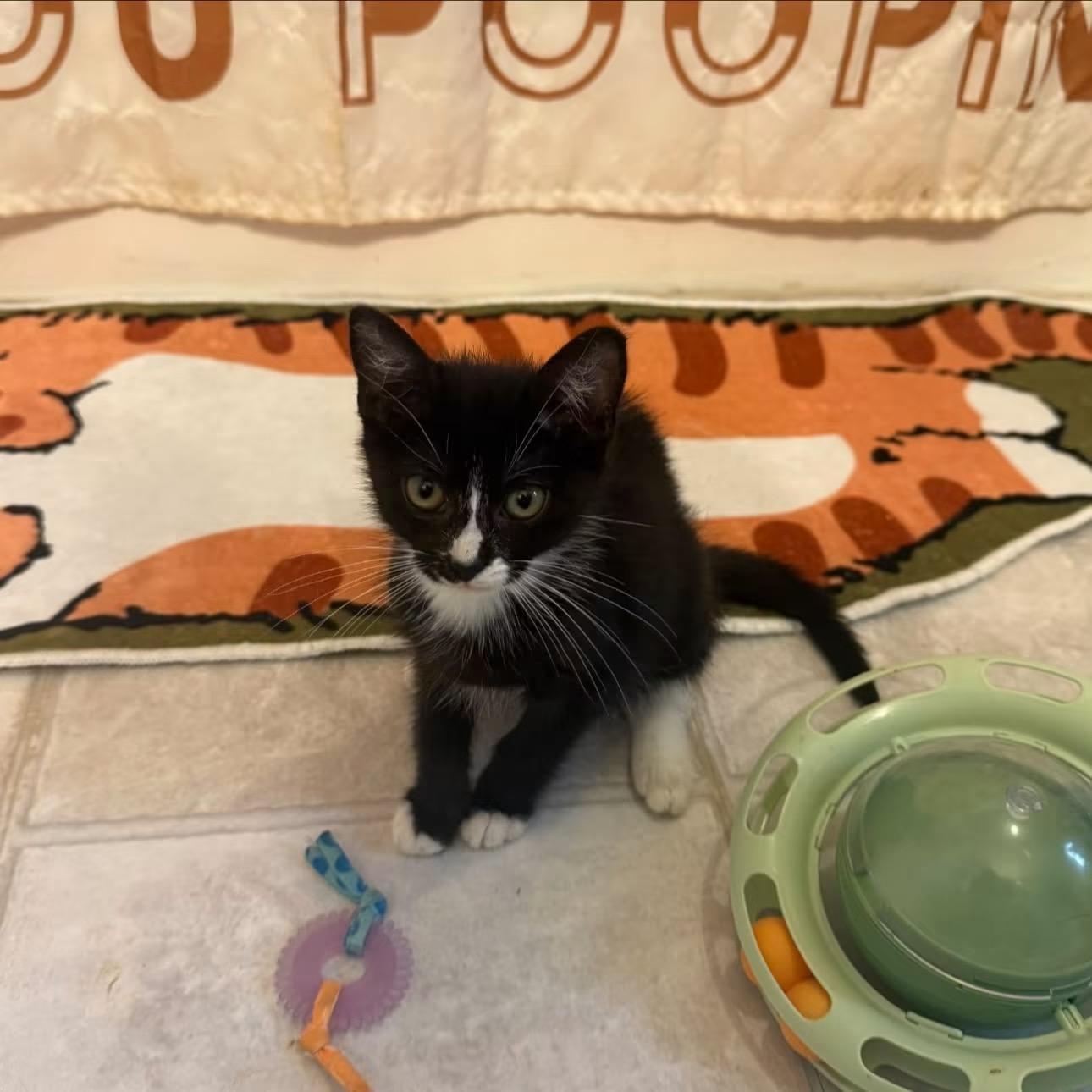 Enlarge Penny and Atari, a Adoptable Domestic Short Hair in New Britain, CT image 1/5