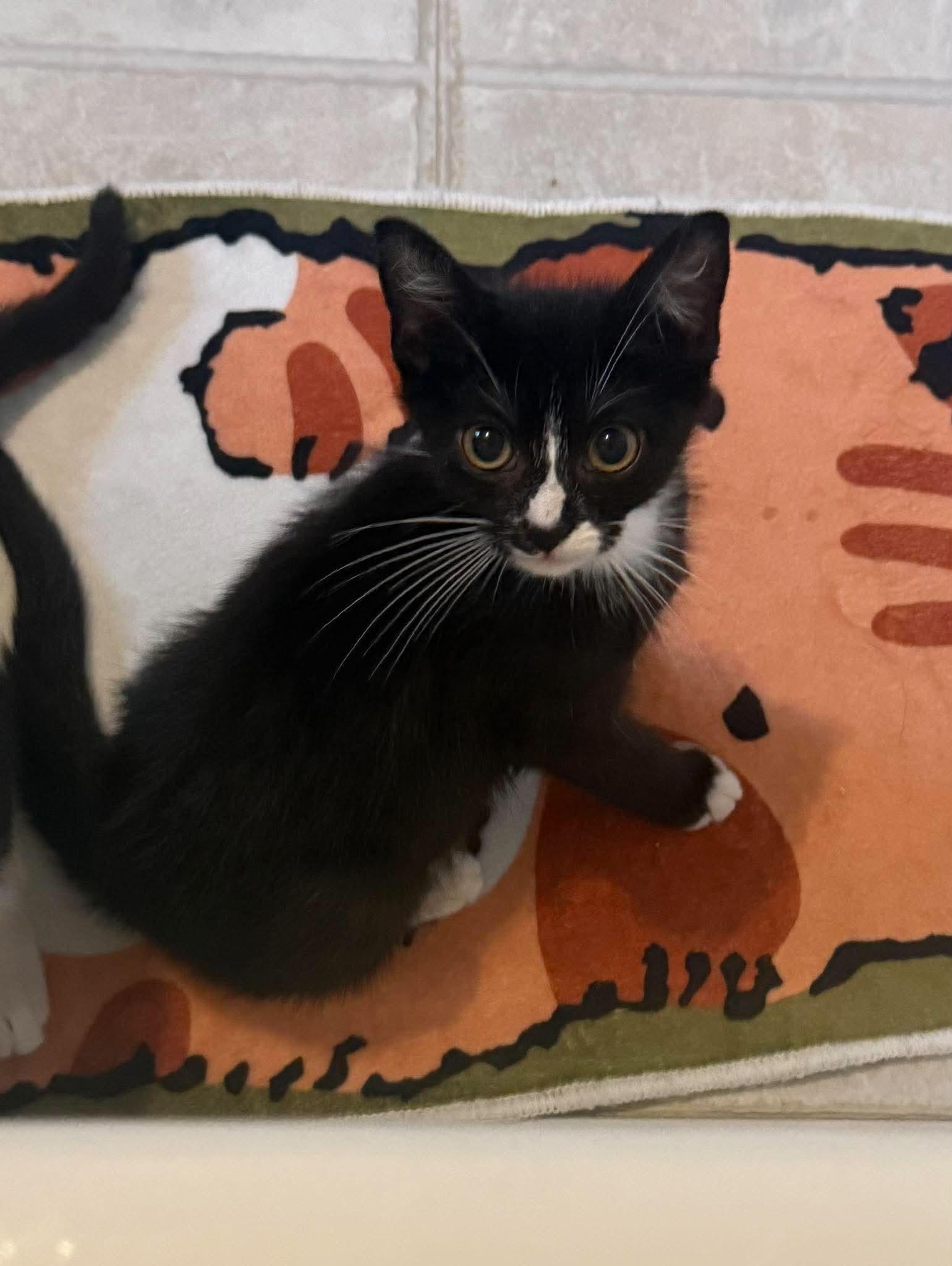 Enlarge Penny and Atari, a Adoptable Domestic Short Hair in New Britain, CT image 5/5