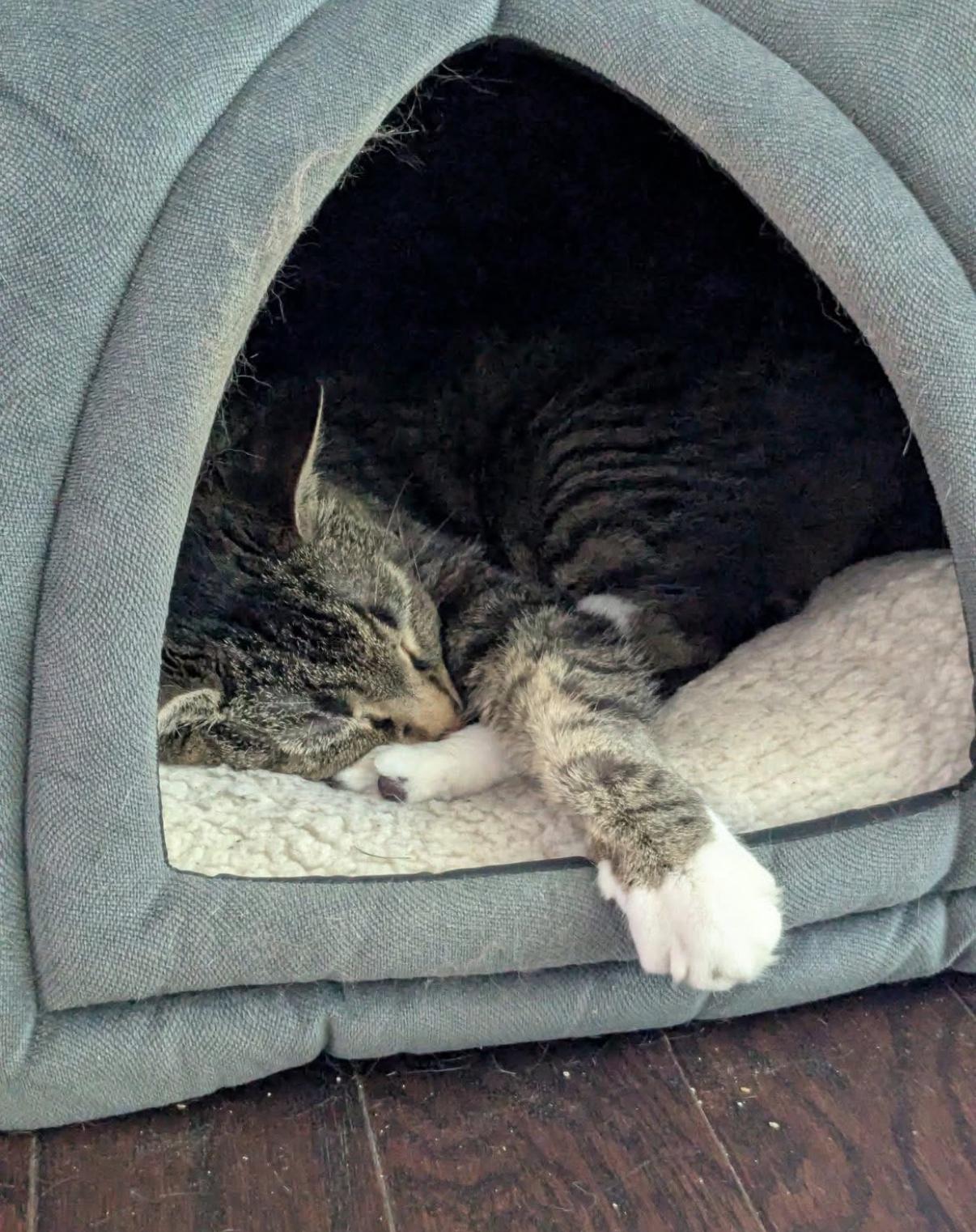 Coco, ADOPTABLE, Senior Female Manx.