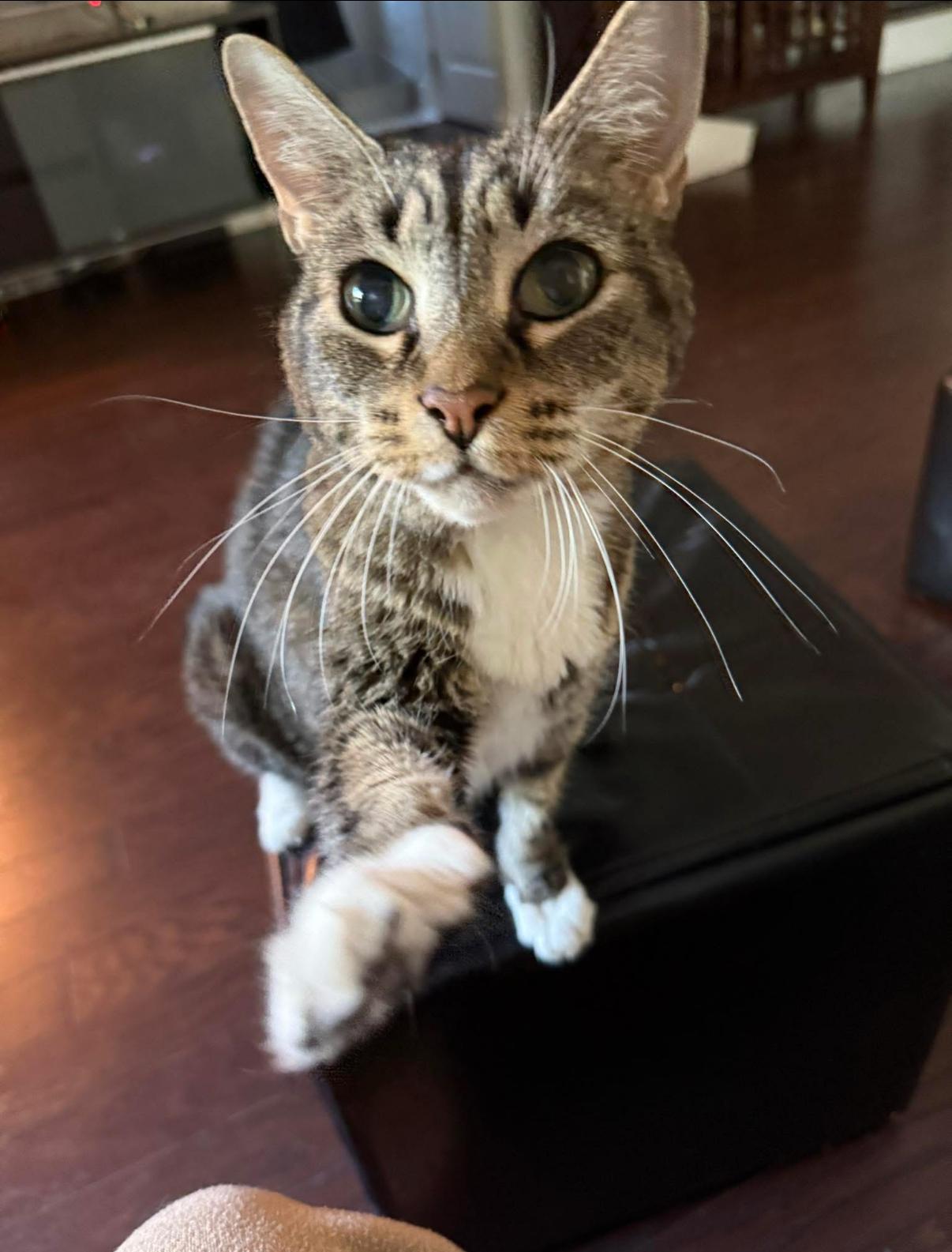Enlarge Coco, a ADOPTABLE Manx in Asheville, NC image 2/5