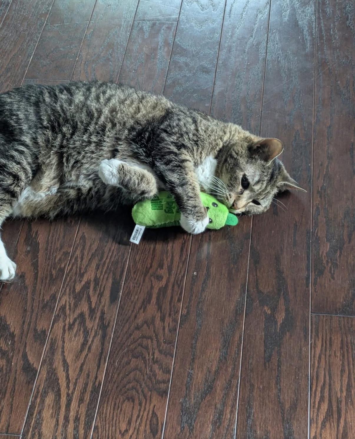 Enlarge Coco, a ADOPTABLE Manx in Asheville, NC image 3/5