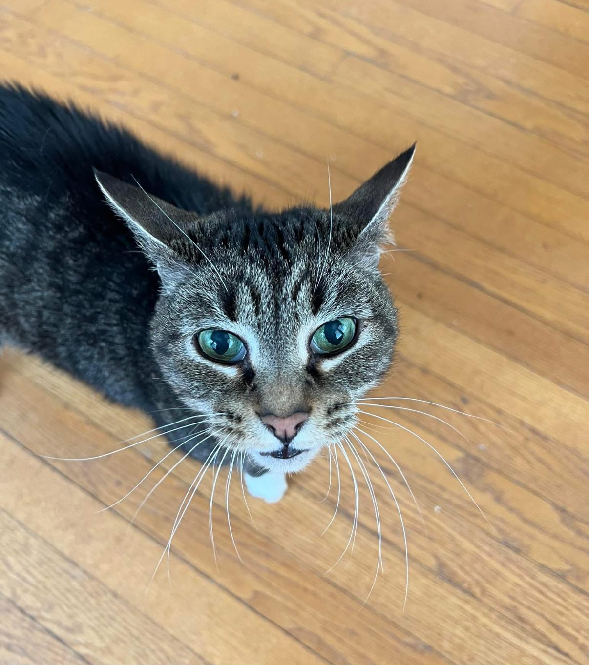 Enlarge Coco, a ADOPTABLE Manx in Asheville, NC image 5/5