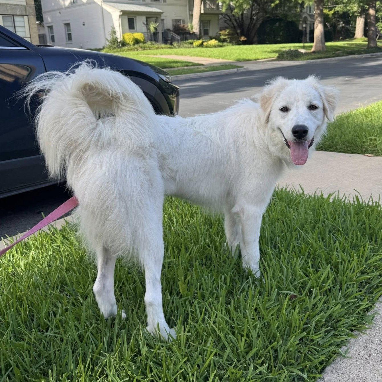 Mila, Adopted, Puppy Female Great Pyrenees.