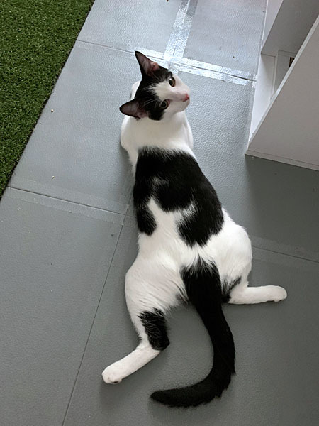 Enlarge Jester, a Adoptable Domestic Short Hair in kingwood, TX image 1/2