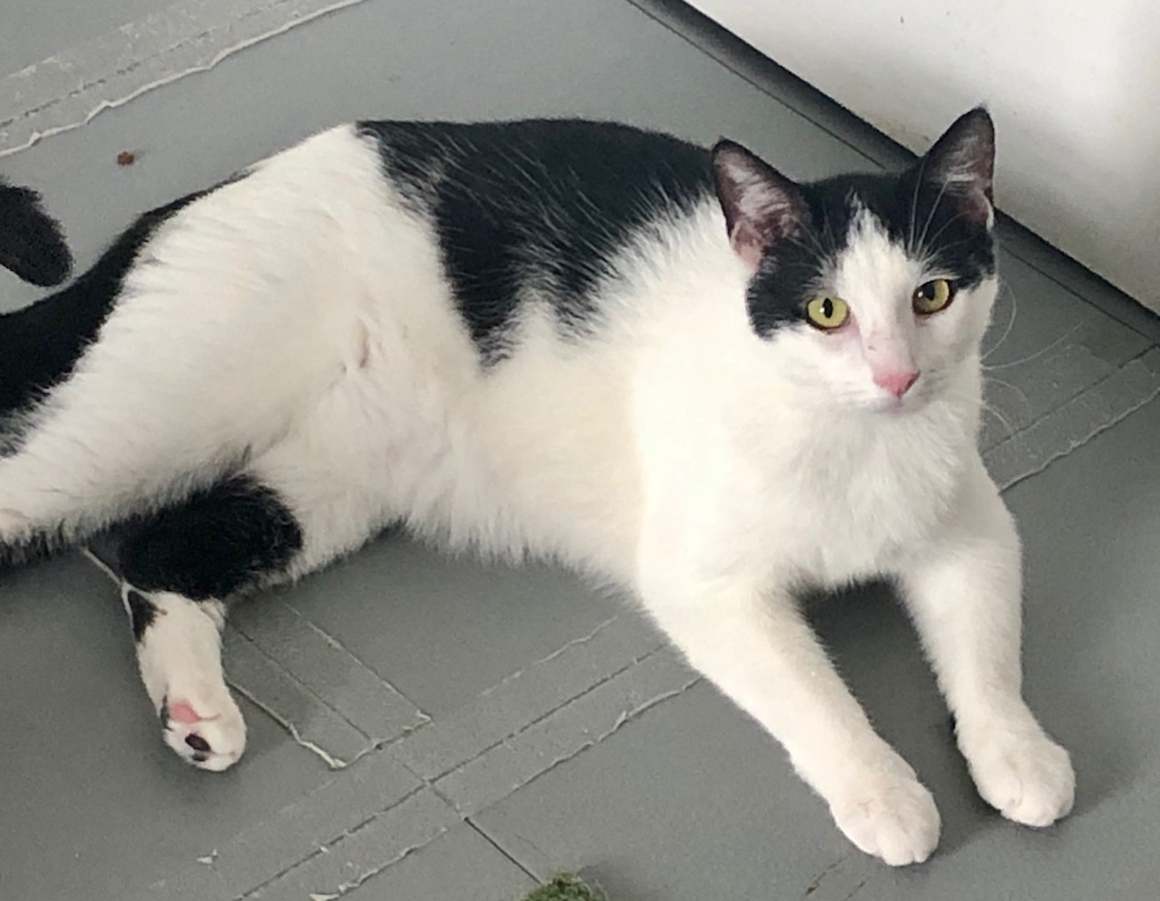 Enlarge Jester, a Adoptable Domestic Short Hair in kingwood, TX image 2/2