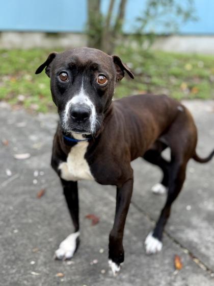 Enlarge Mia, a Adoptable mixed breed in New Orleans, LA image 2/3
