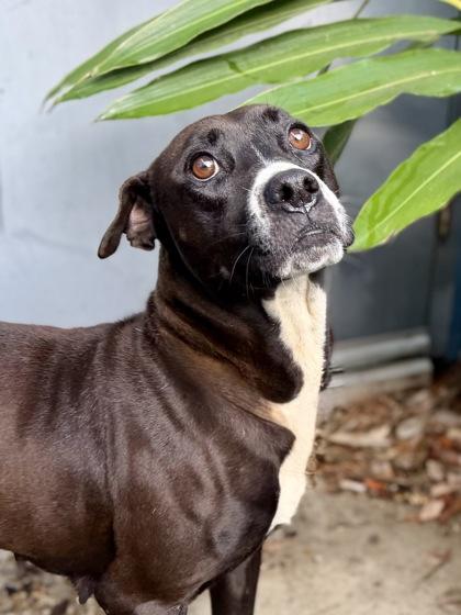 Enlarge Mia, a Adoptable mixed breed in New Orleans, LA image 3/3