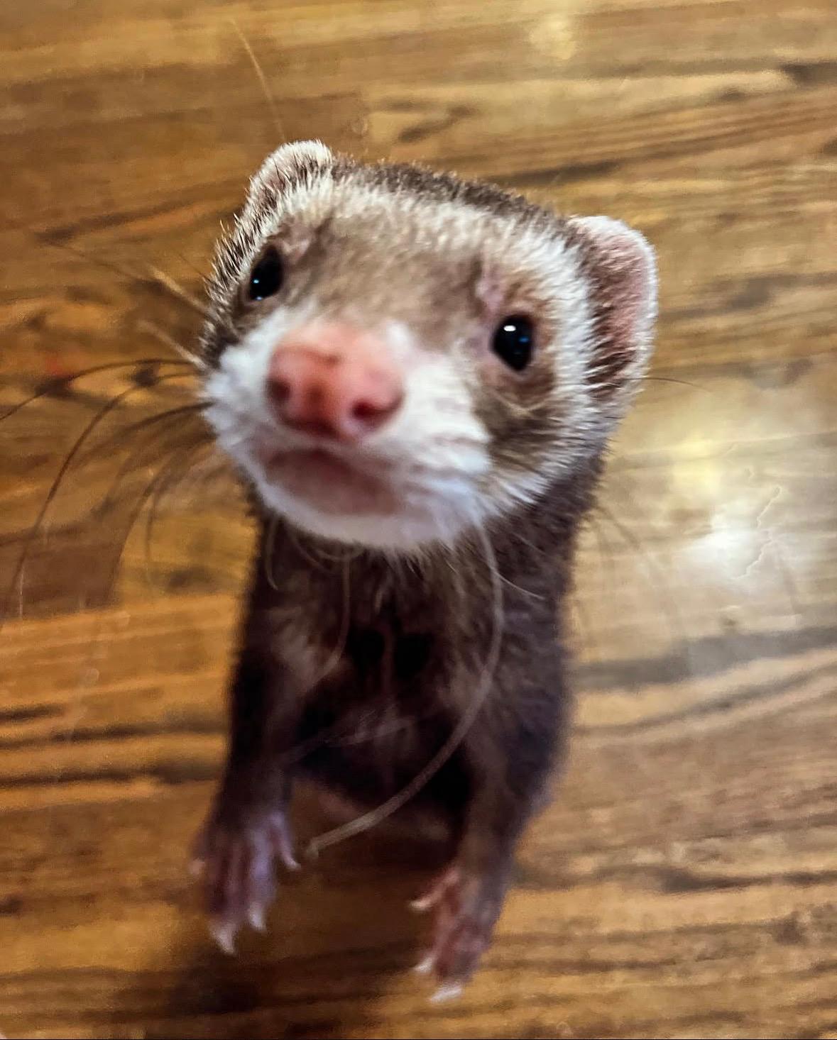 Sun & moon, adopted, Young Male Ferret.