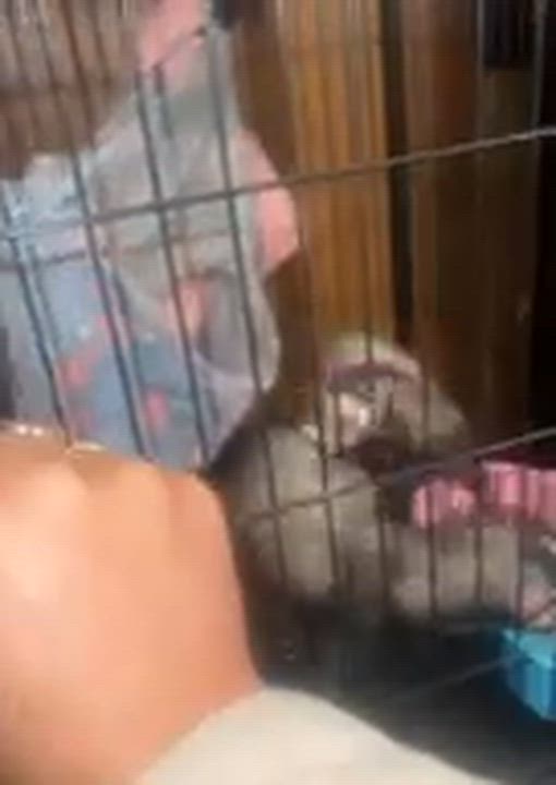 Enlarge Sun & moon, an adopted Ferret in Cuyahoga Falls, OH video 2/2