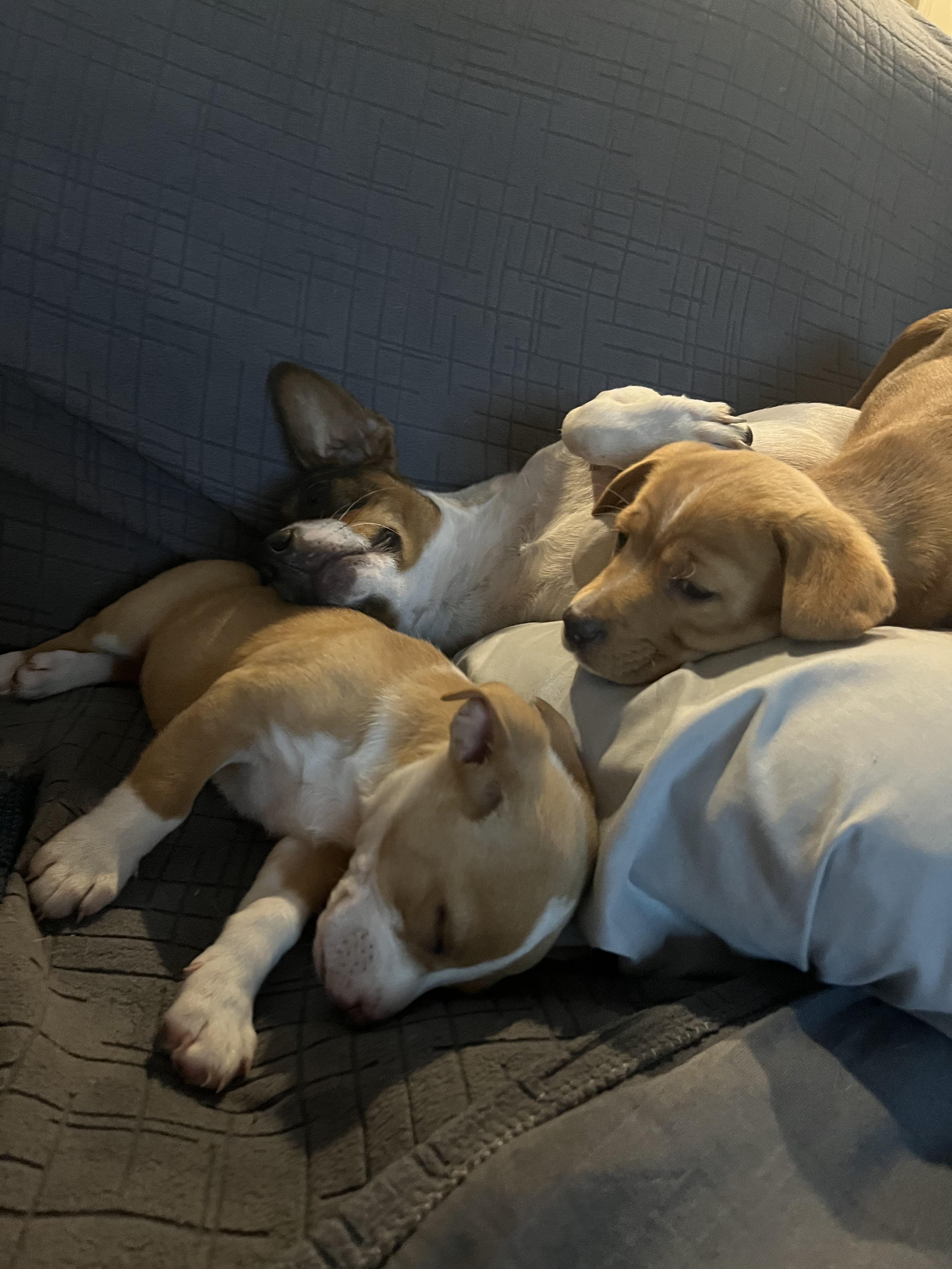 Enlarge Chubbs, a Adoptable Mixed Breed in Lutz, FL image 2/2