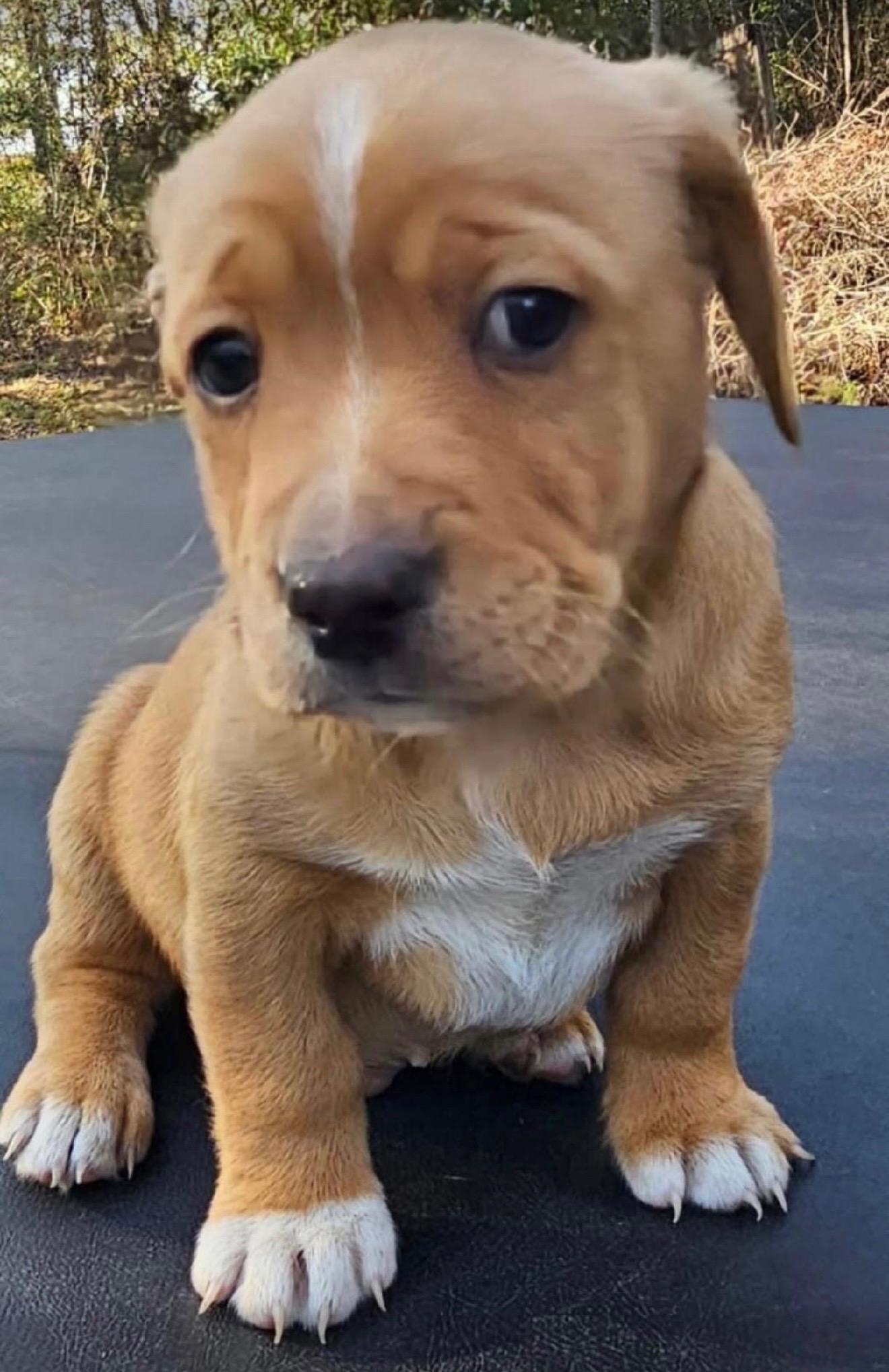 Chubbs, Adoptable, Puppy Male Mixed Breed.