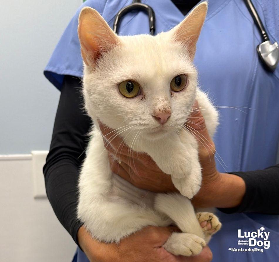 Enlarge Alaska, a Adoptable Domestic Short Hair in Washington, DC image 1/3