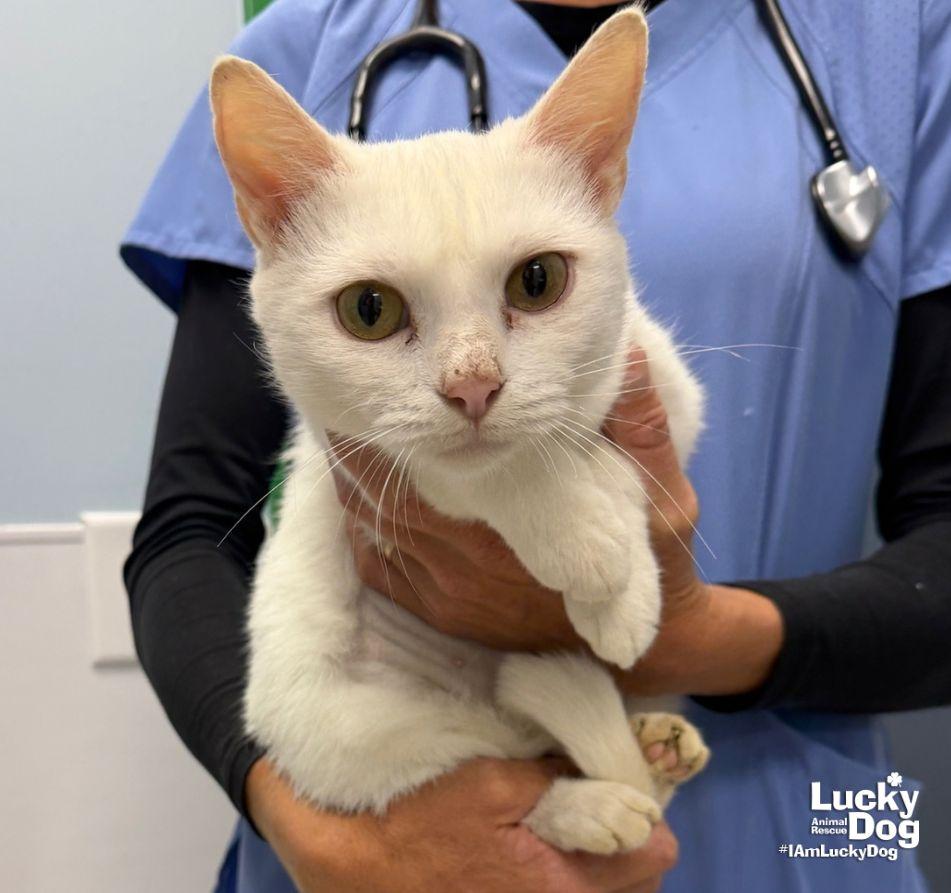 Enlarge Alaska, a Adoptable Domestic Short Hair in Washington, DC image 2/3